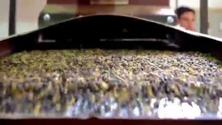 Green Coffee Beans - Separating & Sorting in Brasil (BSCA)