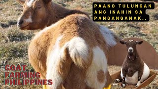 PAANO TULUNGAN SA PANGANGANAK ANG INAHING KAMBING LALO NA PAG MALAKI ANG BISIRO.