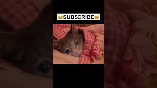 Funny Cat Cute😻 #cutecat #shorts #funny #funniest #animal #pets #angrycat #dog #comedy #tiktok ￼