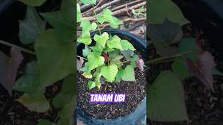 Tanam-tanam Ubi Tak Perlu di  Bajak #tanaman #ubi #sayuran #tanamansubur #shorts