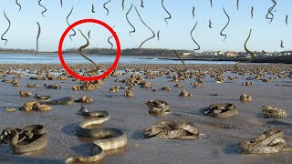 10 Most Bizarre Animal Phenomena!