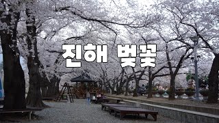 #2023 03 29 경남 진해 경화역  벚꽃 동영상  #벚꽃이 만발을 하고 벚꽃을 찾은 사람들도 끊임없이 엄청 났습니다    ㅡ 조용한 여행 ㅡ