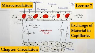 Micro circulation   How exchange of material occurs through capillaries    Video # 7