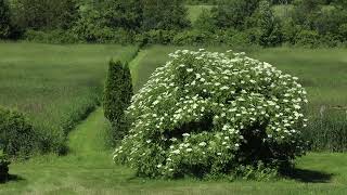 A Windy Elderberry Day