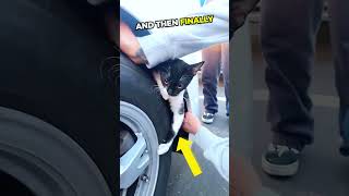 Cats close call in car wheel well...🤯🥹❤️  #animalshorts #animalrescue#catlover #shorts