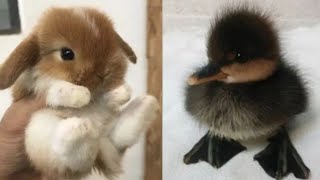 Cutest baby animals video compilation cute moment of the animals - cute animals by kaushal Raj