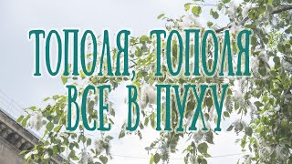 ТОПОЛЯ ТОПОЛЯ ВСЕ В ПУХУ дворовая песня на гармони / Цифры уже можно скачать по ссылке в описании