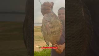 Big monster tilapia 900gr size || village adventures with qiyaamoddin ||#shorts #fishing #tilapia