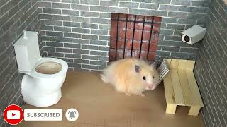 🐹 Hamster escapes the amazing maze! 🐹 Real life traps