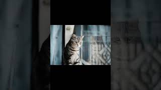 Cat Photography with TTArtisan Lens #shorts