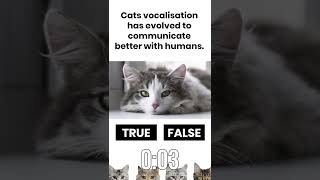 CAT LOVERS: Cats vocalization has evolved to communicate with humans. #short #shorts #cat #kitten