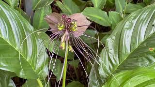 Botanic Gardens, Singapore