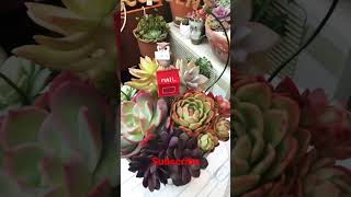 Mix Succulent Arrangement | #succulentlover