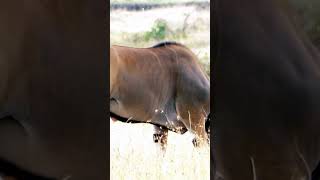 Huge Eland Antelope #nature #shorts