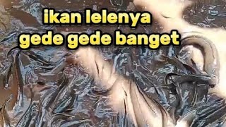 panen ikan lele di kolam #lele #lelepons #lelenusantara #ikan