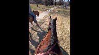 Trail ride on this big guy! #horse #myfavoritehorse #horseenthusiast #equestrian #ilovemyhorse