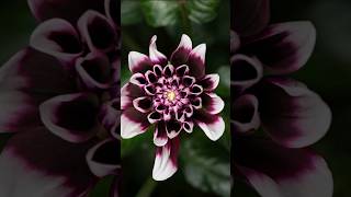 Dahlia Flower Growing Time Lapse #4k #blooming #nature #timelapse #shorts