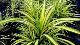 Pandanus indoor plant,Variegated Dwarf a beautiful shrub# bedroom plant improve your sleep quality.