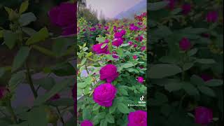 These flowers are beautiful #skit #shorts #tik_tok #flowers #subscribe #beautiful