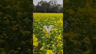 ধনো ধান্যে পুস্পে ভরা আমাদের এই বসুন্ধরা | সরিষা ক্ষেতে প্রজাপতি