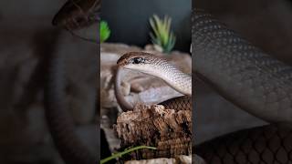 Nuru the Rufous Beaked SNAKE is a SHINY boi after his recent SHED. 🐍✨