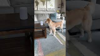 Watch what the dog does #funny