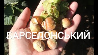 Барселонський сорт фундука. Огляд горішків