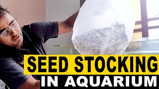 How To Stock 500 Pangasius Fish Seed in Aquarium by Assammak Farm