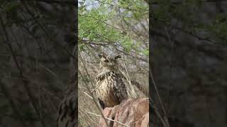 Indian Eagel Owl Call sound #ytshorts #yt #ytshort #youtubeshorts #shorts