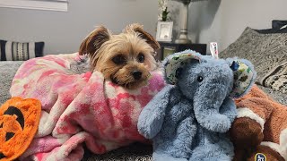 Rylie & Ellie 🐶🐘 Adorable morning Playtime! #yorkies #goodmorning #cute #Rylie