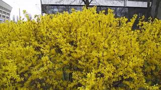 Это Форзиция! This is #Forsythia! #Форзиция