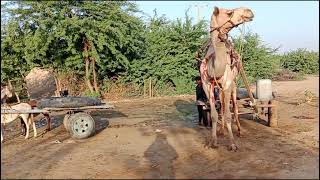 A high-quality camel stands on a pool of water in the desert