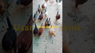 Usama kay birds 55 #henhouse #pakistanvlogs#indianfarming #bangladeshfarming