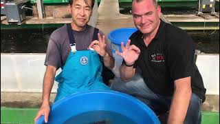 Koi hunt Japan met HEESCHKOI niigata big jumbo koi