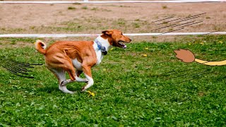 Running is the best workout for Basenji