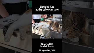 [4K] Sleeping Cat at the cable car gate #shorts #cat #고양이  #catlover #catshorts #funnycats