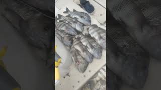 pesca de sheepshead