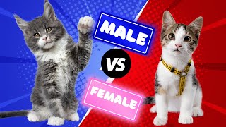 Cat Owners Must-Know:  Essential Male and Female Cat Differences | Clever Cat Corner