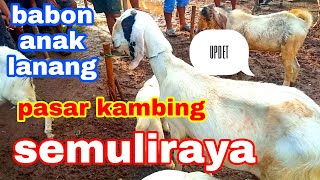 uPDET HARGA KAMBING TERBARU ll PASAR KAMBING semuli raya