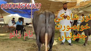 Noor shah ki top buffalo's for sale Okara Animal TV 18/9/2024 03004576252