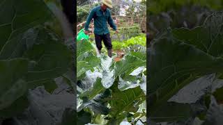 Gardening and hoping for bountiful harvests, my wonderful backyard garden