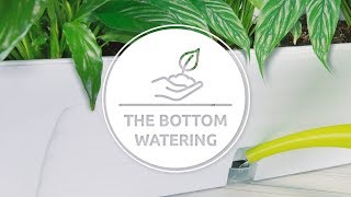 The bottom watering