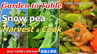 Garden to Table: Snow Pea Harvest 2024 |Stir Fry Sliced Pork with Snow Pea |Dad YANG's Kitchen(雪豆肉片)