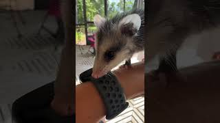 We found this baby opossum in a swimming pool #opossum #SantanaOutdoors