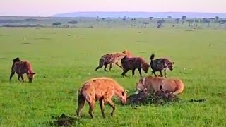 Intense Showdown with Lions, Hyenas and Jackals | Great Plains Conservation