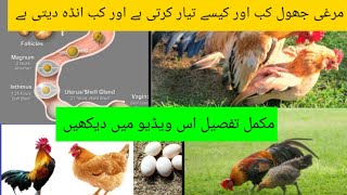 Murgi crossing ke baad kab anda deti hai?| Chicken ko kon say vitamin Dany hain|DR.ASIF