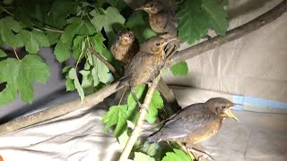 Zu Besuch bei der Bayreuther Vogelretterin