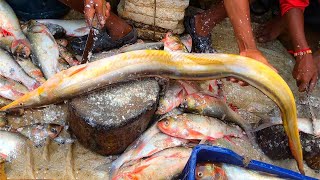 Big Eel Fish Cutting Skills At Bangladeshi Fish Market, Fisherman Fish Cutting Skills Video