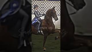 Addyson Hamby and Super Scandal #saddleseat #horse #champion #equestrian #saddlebred #equitation