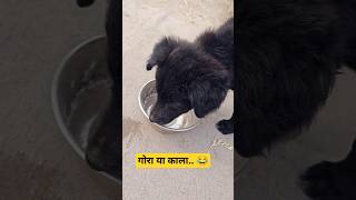 गोरा या काला.. 😂 #dog #video #funny #trending